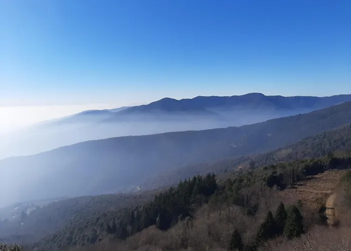Toro Massanet De La Selva