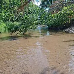 Toro Massanet De La Selva