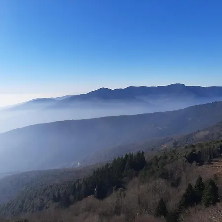 Toro Massanet De La Selva